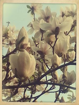 Finalmente la magnolia è fiorita