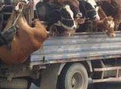 India Liberati animali destinati morte atroce