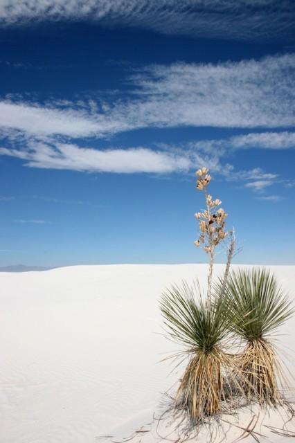 White Sands in New Mexico