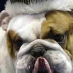 Huckeberry, il cane che ha vinto il premio “beautiful bulldog” (foto)