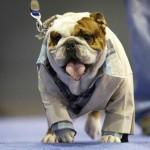 Huckleberry, beautiful bulldog 01