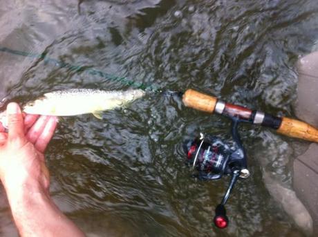 trota fario pescata a spinning sul fiume trebbia 