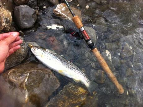 trota fario pecata a spinning nella riserva di gorreto sul fiume trebbia