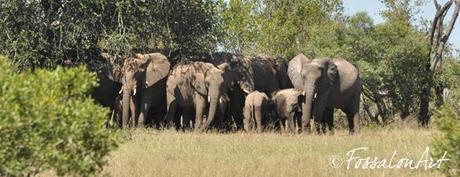 Famiglia di elefanti