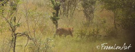 Leopardo