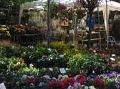 Cattolica Fiore 2013 Mostra mercato fiori piante ornamentali