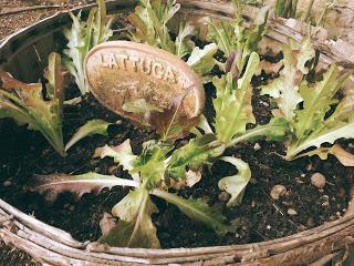 Giornata in giardino.