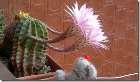 echinopsis