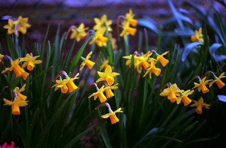 La prima volta con Kodak Ektar // Daffodil Lament