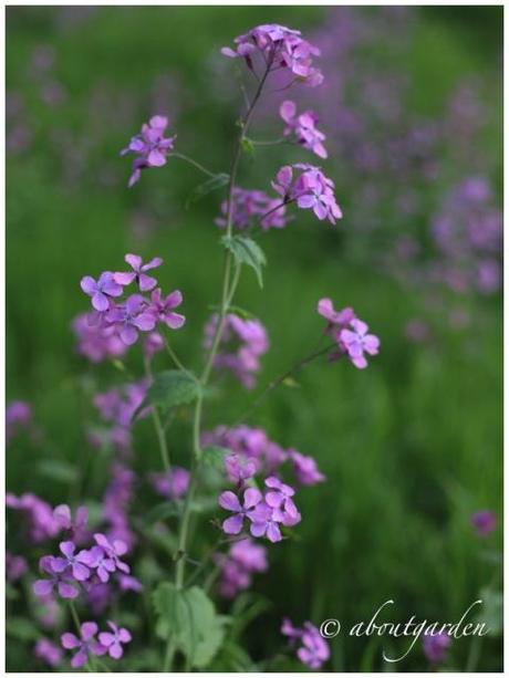 Lunaria annua