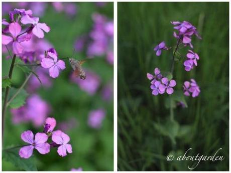 Lunaria collage