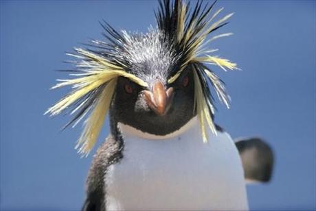 La giornata mondiale del pinguino ricorda che sono a rischio