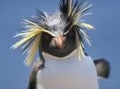 giornata mondiale pinguino ricorda sono rischio
