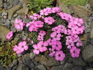 Garofano da giardino (Dianthus)