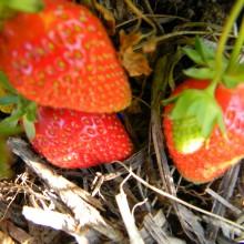 Arborea, domenica 5 maggio sagra della Fragola