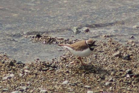 IL MONDO DEI BIRDERS