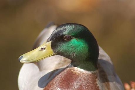 IL MONDO DEI BIRDERS