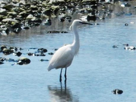 IL MONDO DEI BIRDERS