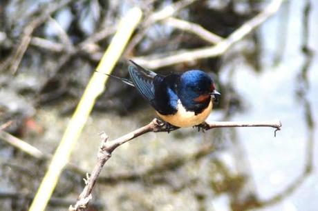 IL MONDO DEI BIRDERS