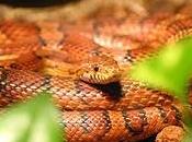 Serpente “corallo” avvistato Ardea