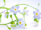 L'angelo giardiniere