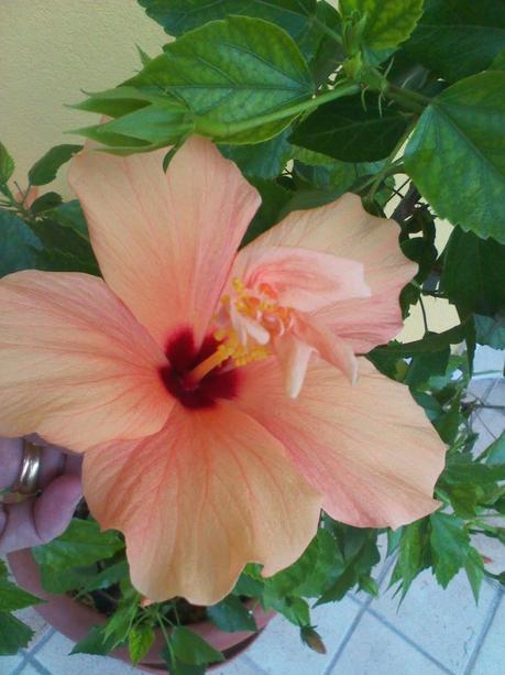 Hibiscus