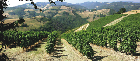 Sangiovese, il vitigno più amato dai marchigiani