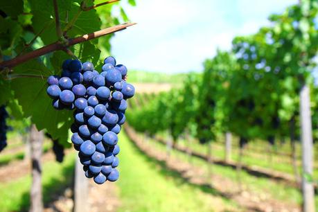 Sangiovese, il vitigno più amato dai marchigiani