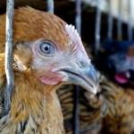 Influenza aviaria, si teme il contagio da uomo a uomo. Da giugno primi test per un vaccino