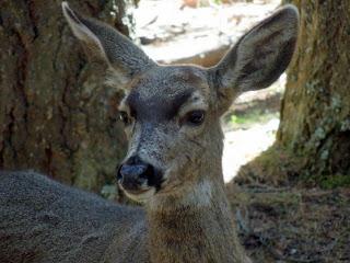 il monarca caduto