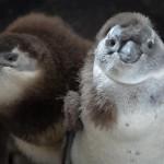 I cuccioli di pinguino dai piedi neri dello zoo di Whipsnade (foto)