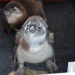 I cuccioli di pinguino dai piedi neri 04