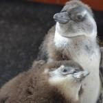 I cuccioli di pinguino dai piedi neri 03