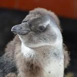 I cuccioli di pinguino dai piedi neri 01