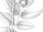 Society Botanical Artists Annual Open Exhibition Westminster Central Hall Junglas regia