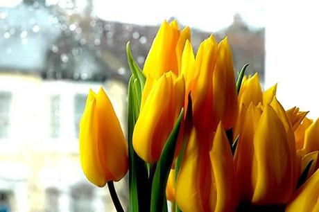 tulipani-gialli
