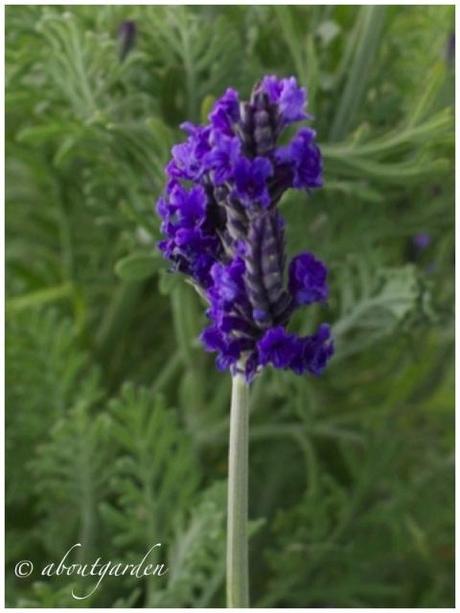 Lavandula x christiana