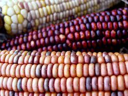 I rischi che derivano dalla multinazionale Monsanto....