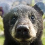 Baby bear at Tierpark Berlin