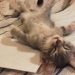 Il gattino è esausto: ha distrutto un rotolo di carta igenica (foto)