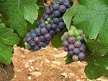 vendemmia2