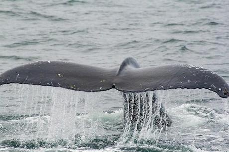 Dove mangiano le balene