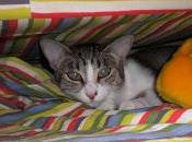 sceglierei cipolle primo maggio cazzimiei random