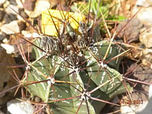 astrophytum boccioli