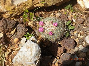 mammillaria fiori