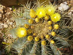 Fiori ferocactus