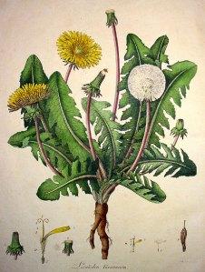 William Curtis - Flora Londinensis - 1777
