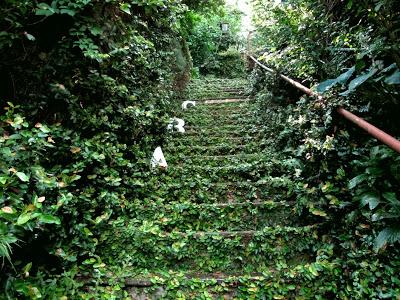 Novità 2013 scrivo per GiardinAntico