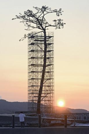 L'ALBERO DELLA SPERANZA