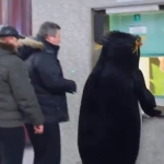 Russia, pinguini “invadono” la metropolitana: il video